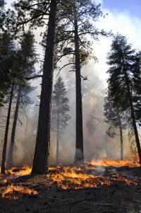 US Forest Service Prescribed Burn