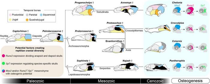 羊膜類の頭蓋骨の形態的多様性と胚側頭部における骨形成関連遺伝子の発現パターン