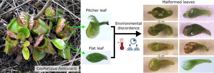 Malformed Pitcher Plant Leaves