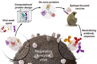 Designing Vaccines from Artificial Proteins