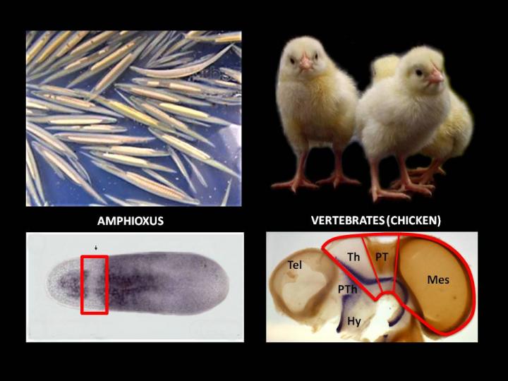 Comparative Regions in Amphioxus and Vertebrate Brains