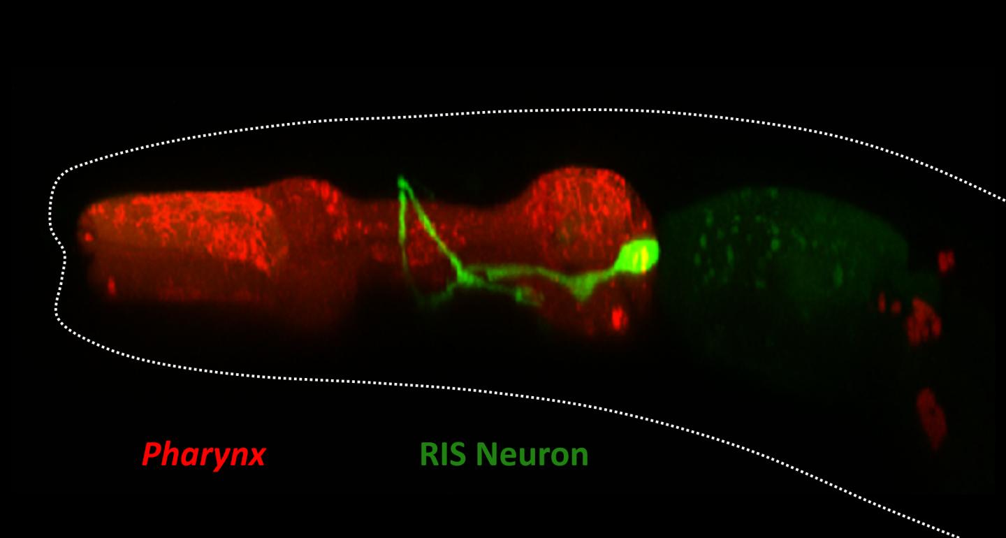 The RIS Neuron