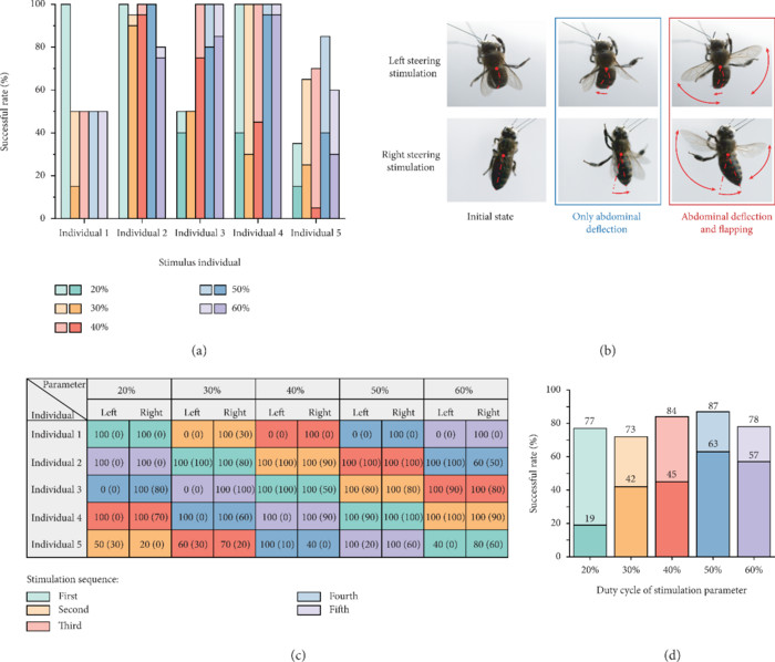 Effective steering responses and successful rates of honeybee under electrical stimulations with different duty cycles