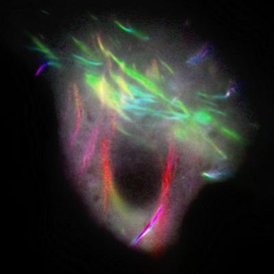 Fluorescence LC-PolScope Image