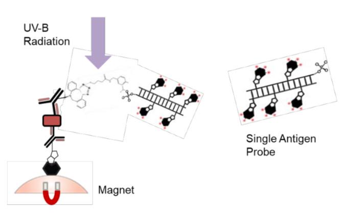 Sandwich assay