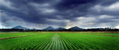 Rice Agriculture