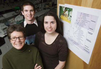 New Study Rewrites Evolutionary History of Vespid Wasps