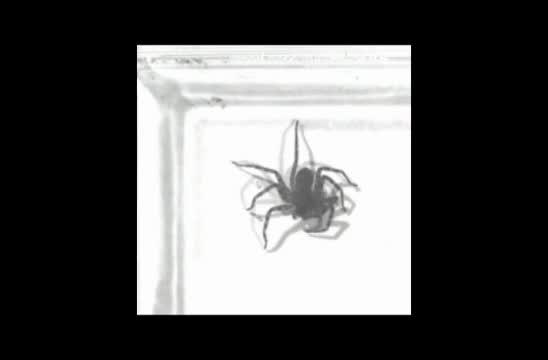 Strike Maneuvers in Flattie Spiders