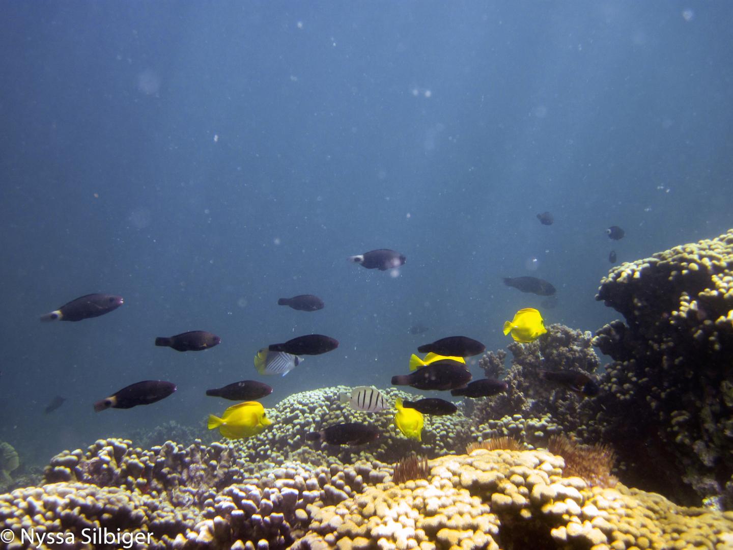 Coral in Kaneohe Bay, Hawaii