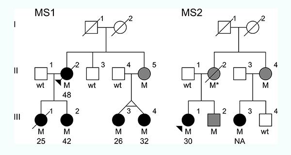 MS Family Trees