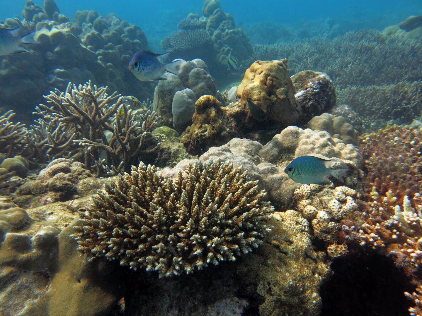 Recovering Reef in Seychelles