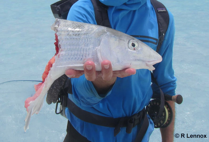 After experiencing shark depredation, an angler displays the remaining half of his bonefish catch.