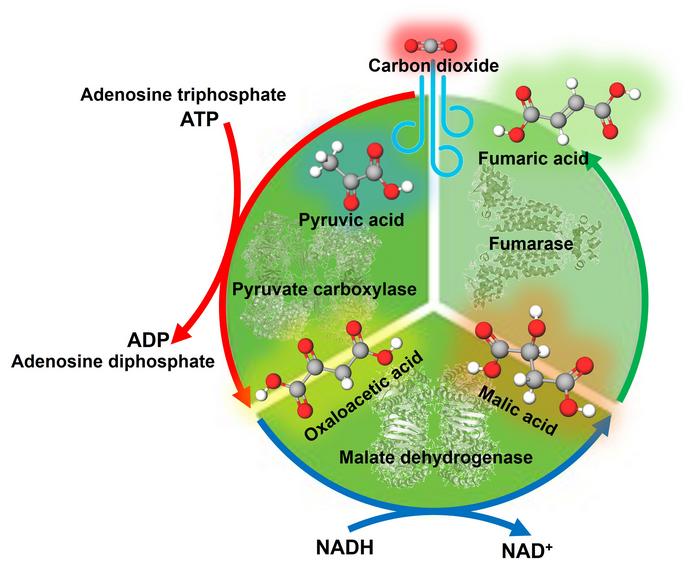 Fumaric acid synthesis using multi-enzyme system