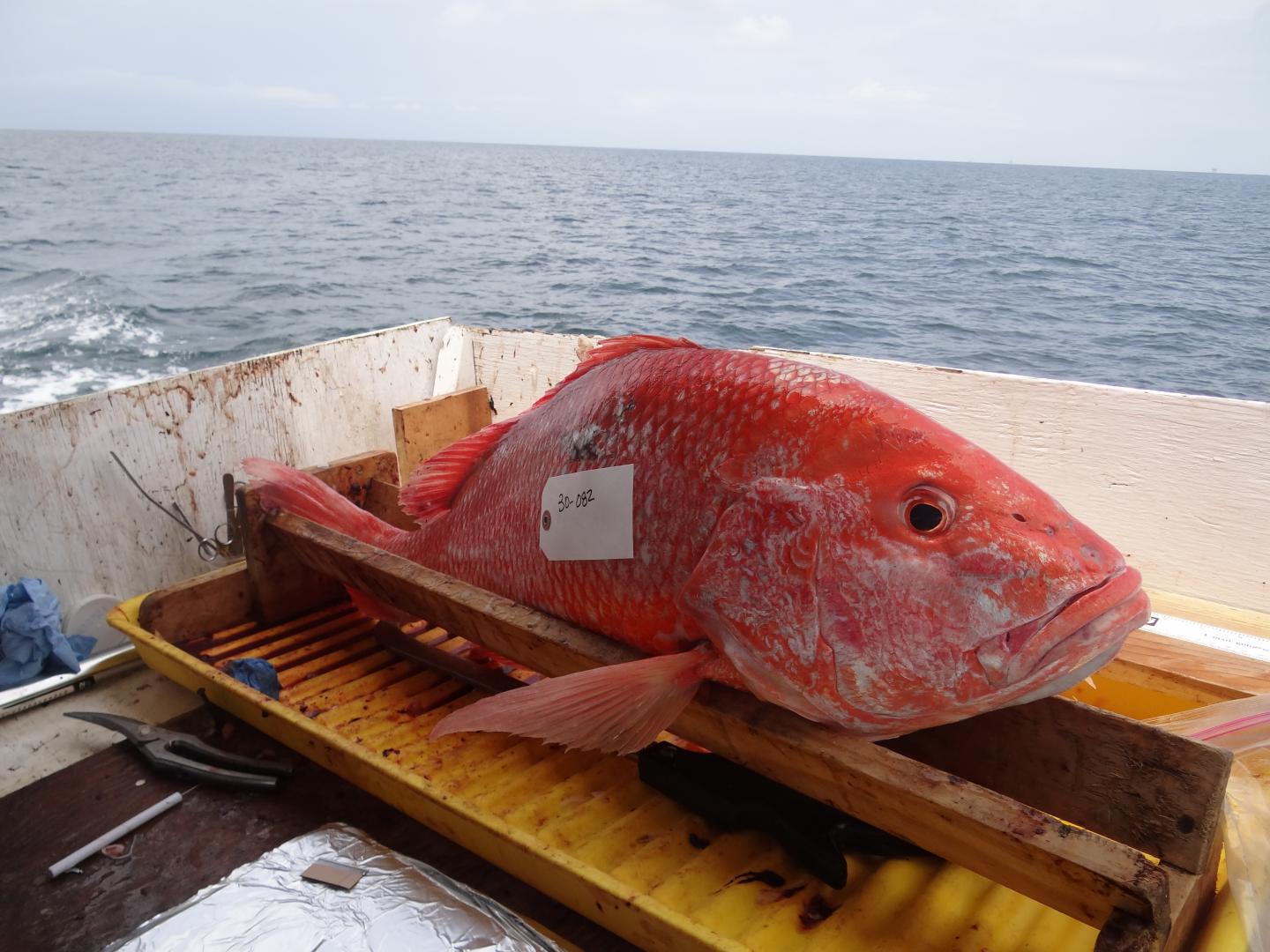 Red Snapper