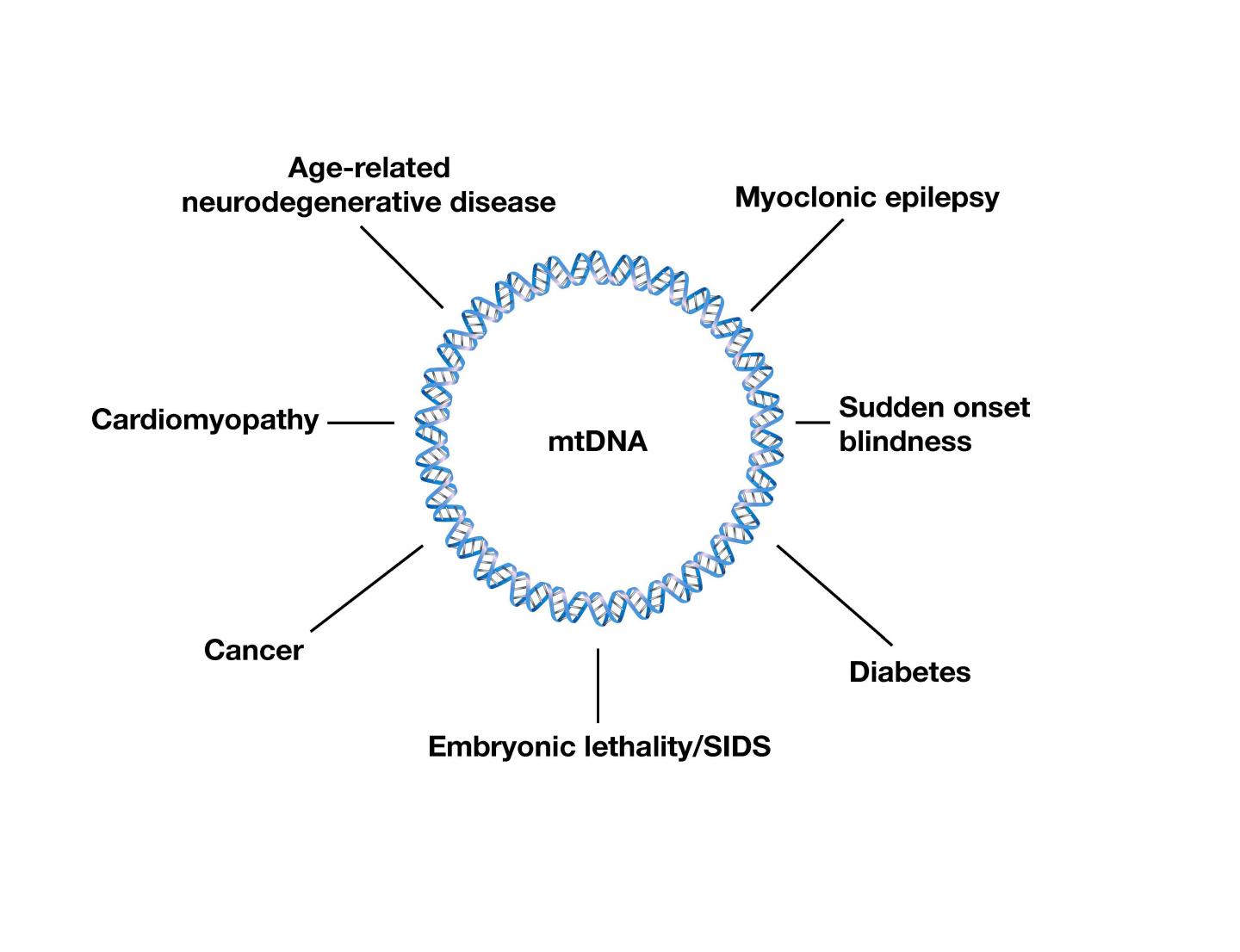 Diseases Linked to mtDNA Mutations