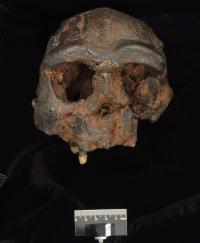 Replica Home erectus skull