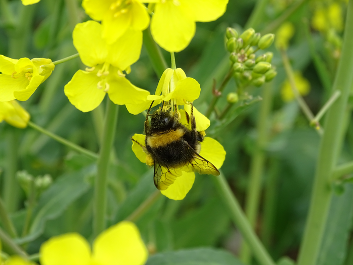 Bombus terrestris