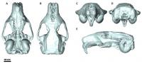 Skull of Giant Dormouse