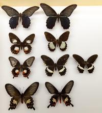 Swallowtail Butterflies 3