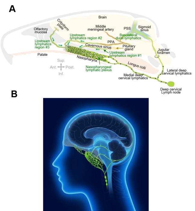 Figure 1. Connections of nasopharyngeal lymphatic plexus and features of deep cervical lymphatics