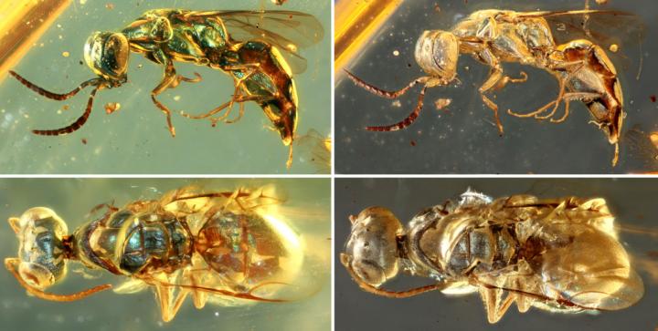 Comparisons between Original and Altered Metallic Colors in Cleptine Wasps