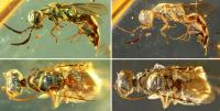 Comparisons between Original and Altered Metallic Colors in Cleptine Wasps