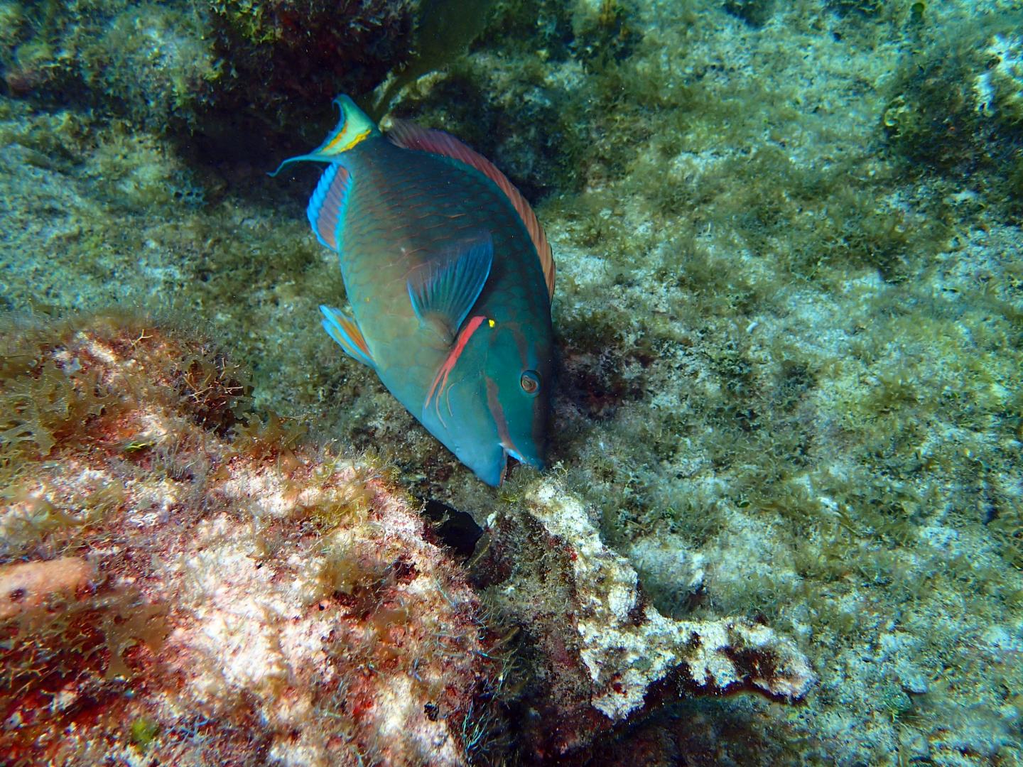 Stoplight Parrotfish