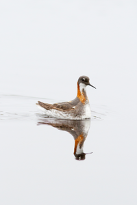 Red-necked phalaropes