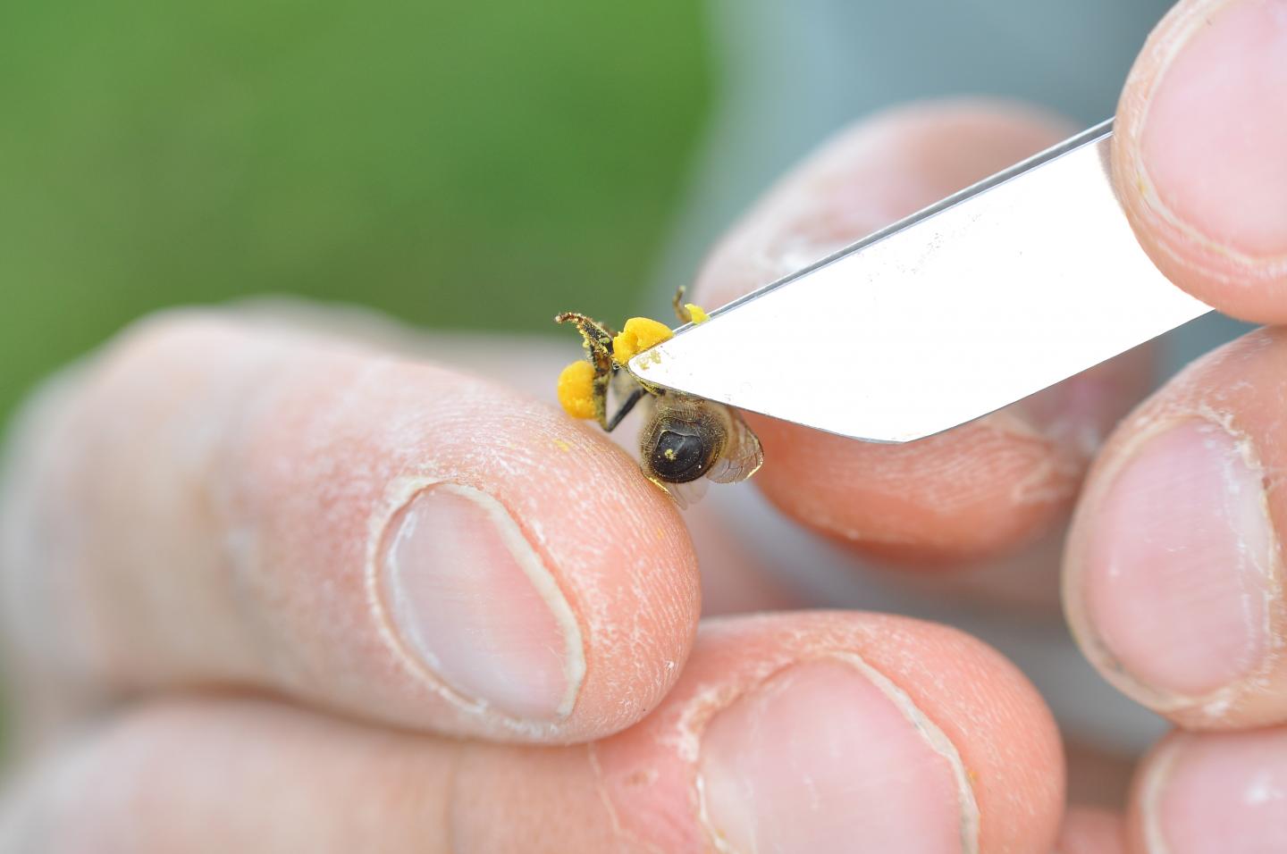 Pollen Collection on a Honeybee