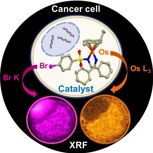 Detection of an anticancer compound in a cancer cell