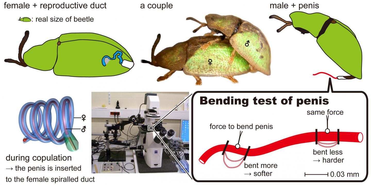 How to Make Structures Like Catheters Long and Strong: Lessons from the Beetle Penis (2 of 3)