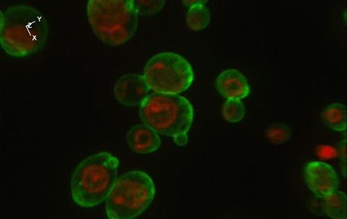 Sed1アンカーと融合したGFPを発現させた酵母細胞 (図1の左側) の3D画像