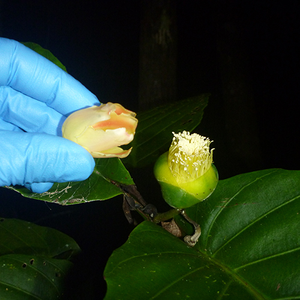 Dillenia biflora flower