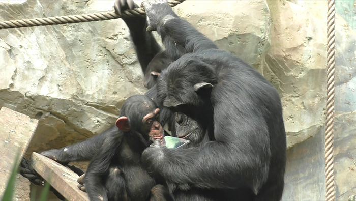 Chimpanzee at Zoo Osnabrück