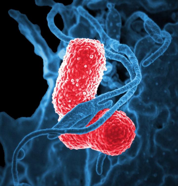 How Competition and Cooperation Between Bacteria Shape Antibiotic Resistance