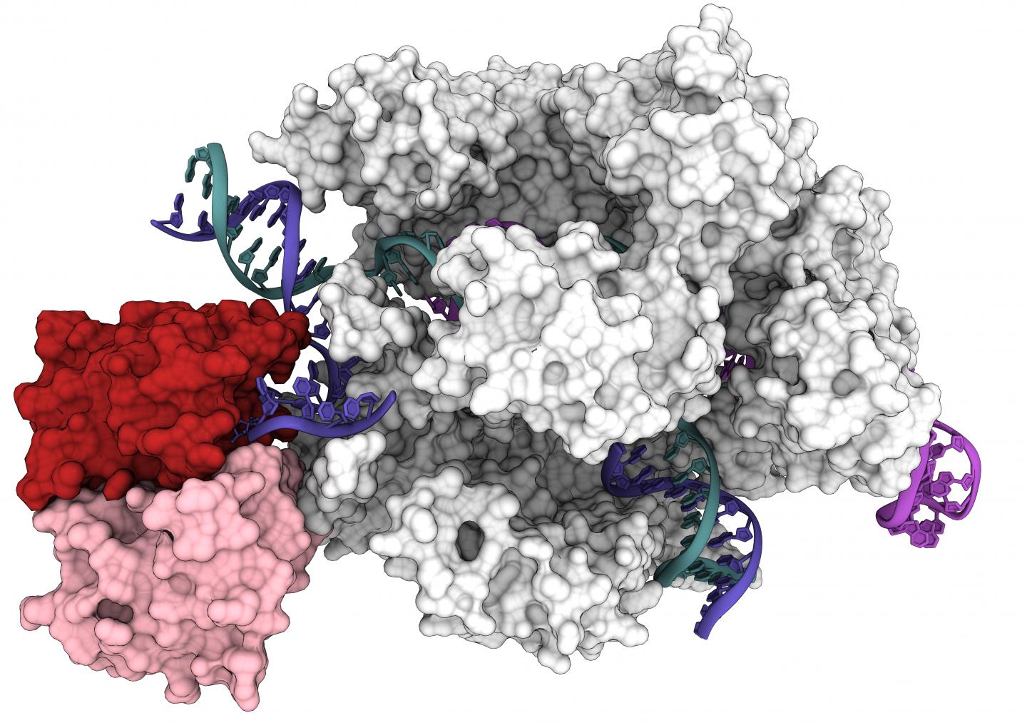 CRISPR-Cas9 base editor