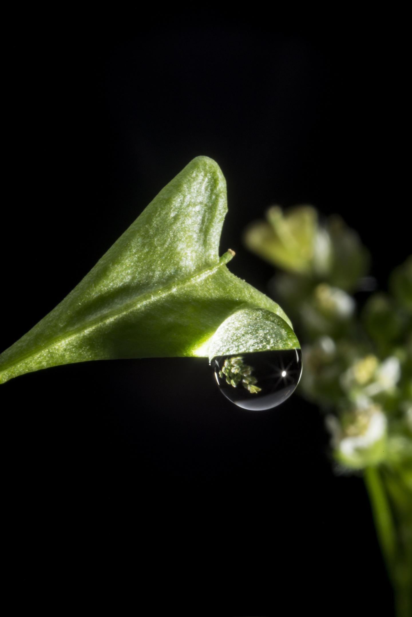 The Plant That Followed Its Heart