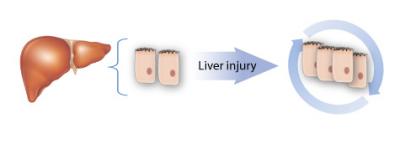 Division of Liver Cells upon Injury