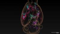 Tracing Neurons