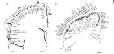 Tetxbook Somatotopy Maps of Humans and Monkeys