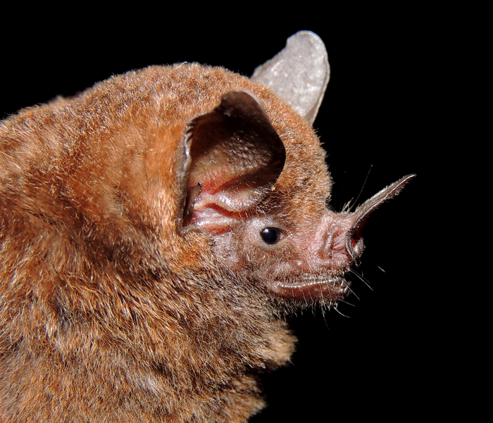 A short-tailed fruit bat