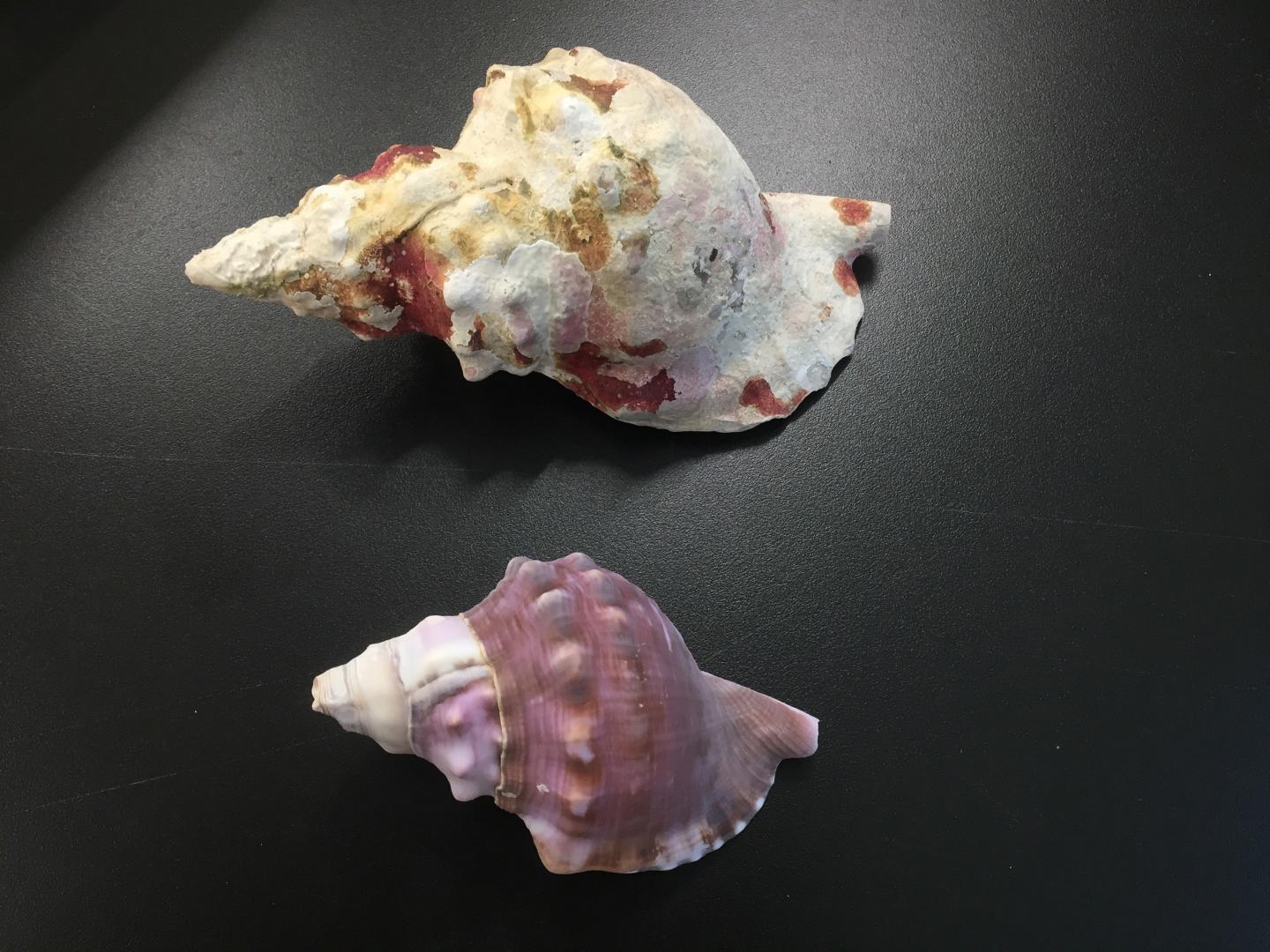 Shells comparison
