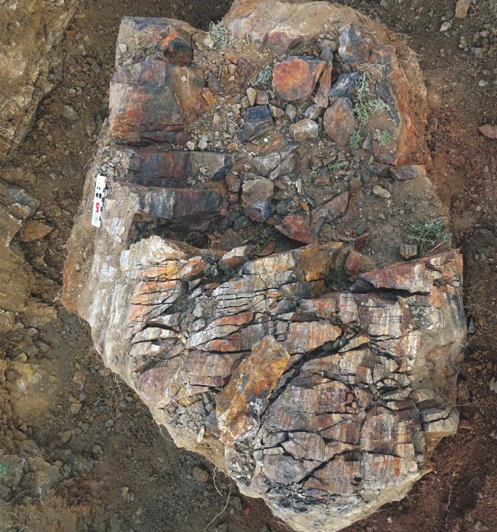 Late <i>Devonian Xinicaulis</i> Tree Trunk Fossil from northwest China