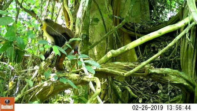 Camera Traps Find Endangered Dryas Monkeys