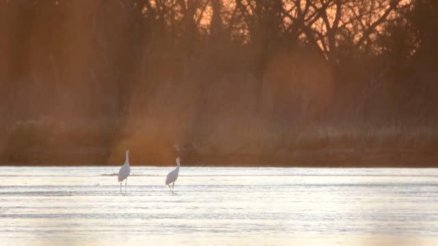 Groups of Cranes on River