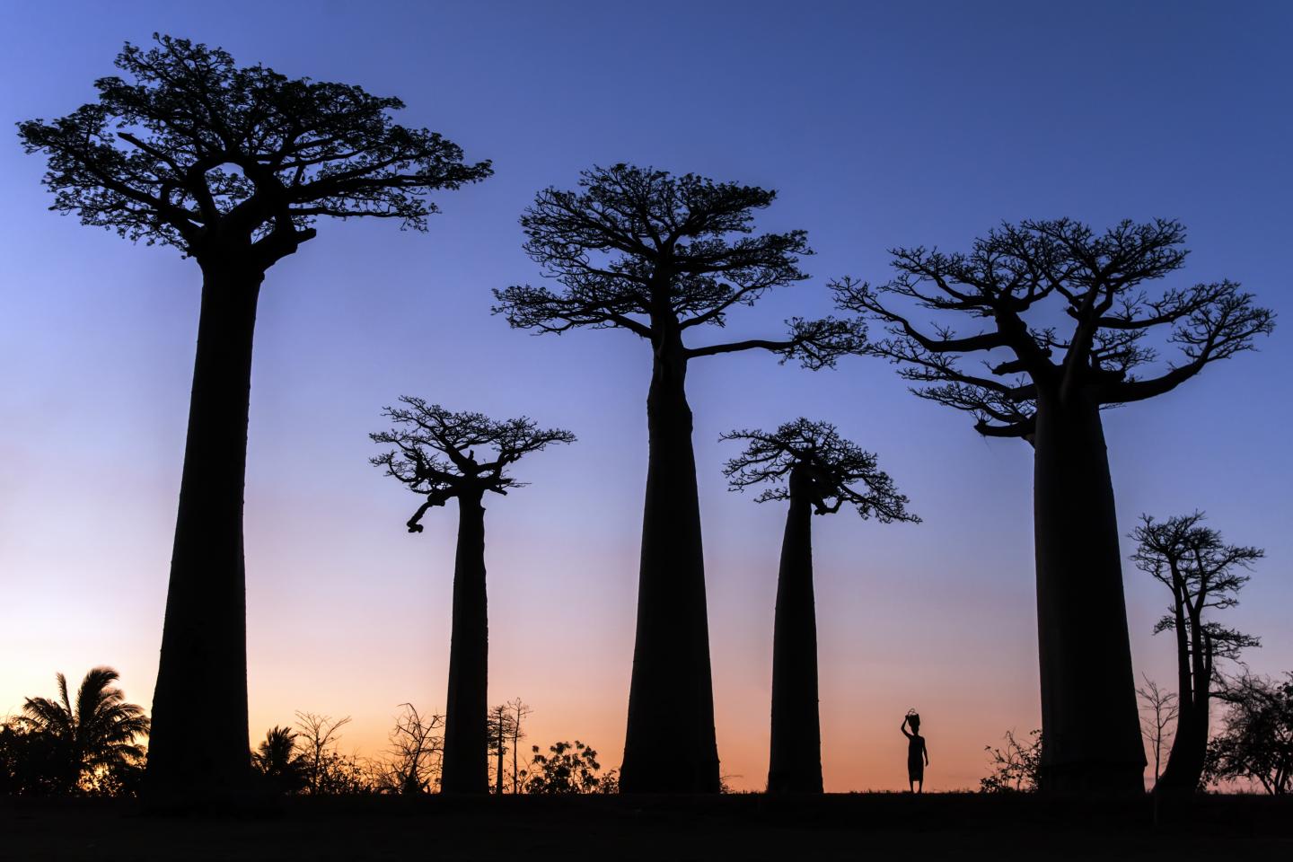 Woman and Baobab Tree