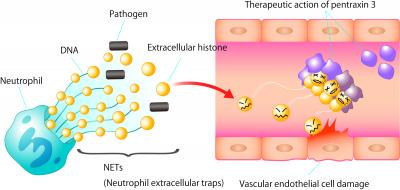 Long Pentraxin 3 (PTX3) Protects Endothelial Cells from Extracellular Histone Cytotoxicity