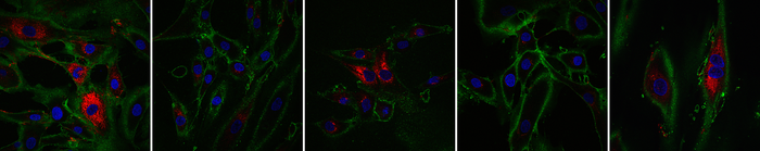 Reprogrammed cells produce collagen