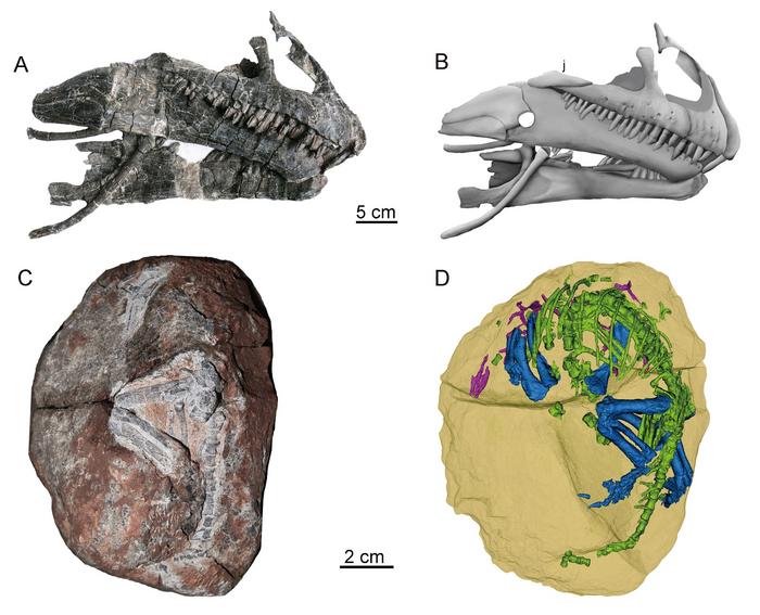 Skull and embryo of Qianlong shouhu.