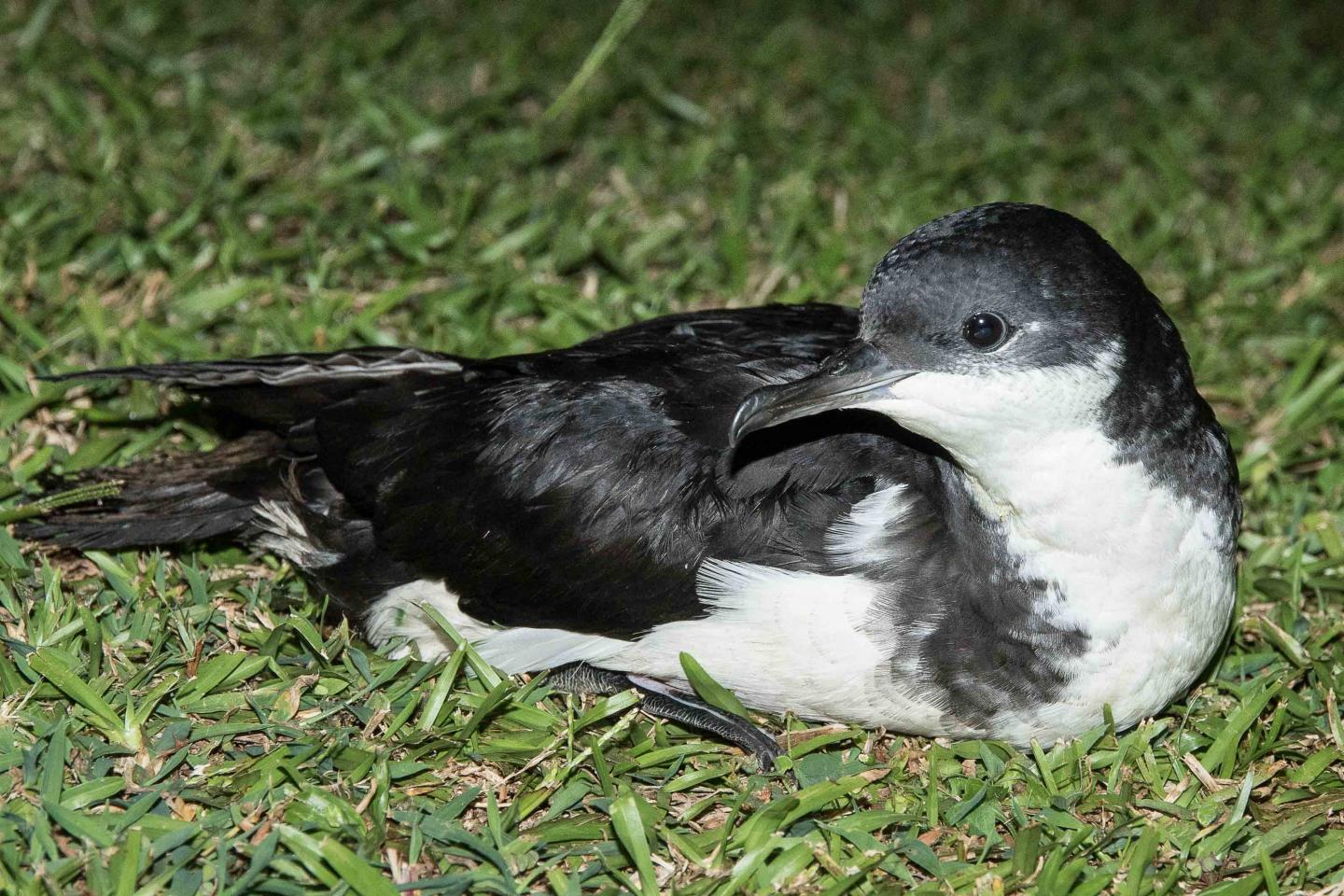 Juvenile Newell's Shearwater